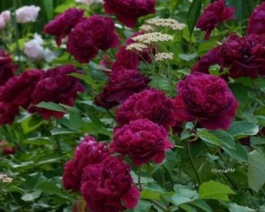 Rosales David Austin Excellence Arbustivos