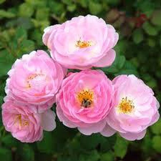 Rosales David Austin Excellence Arbustivos
