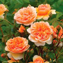 Rosales David Austin Excellence Arbustivos