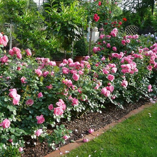 Rosales David Austin Excellence Paisajísticos