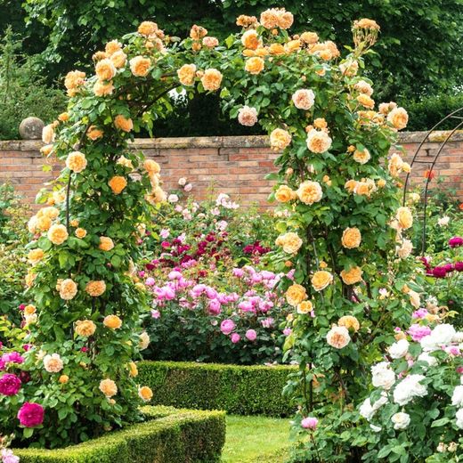 Rosales David Austin Excellence Trepadores