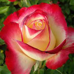 Rosales Double Delight G