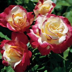 Rosales Double Delight G