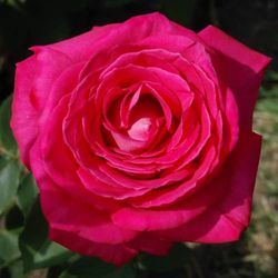 Rosales Lolita Lempicka