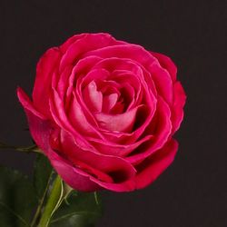 Rosales Lolita Lempicka