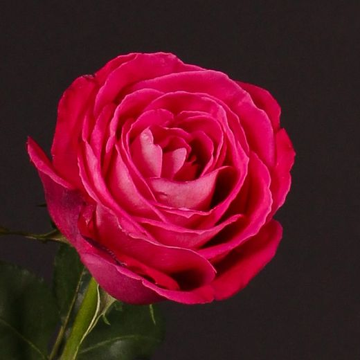 Rosales Lolita Lempicka