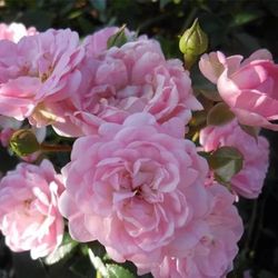 Rosiers paysagers