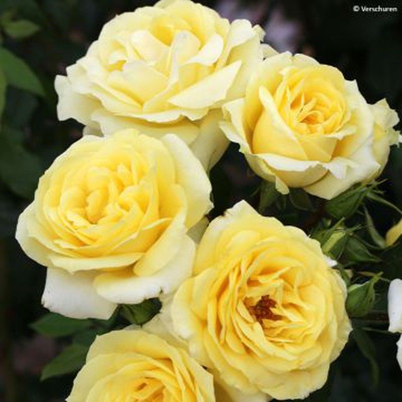 Rosales Paisajisticos Sweet Red T