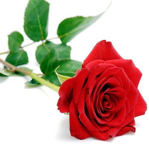 Rosas con Rafia Pack 20 rosas.