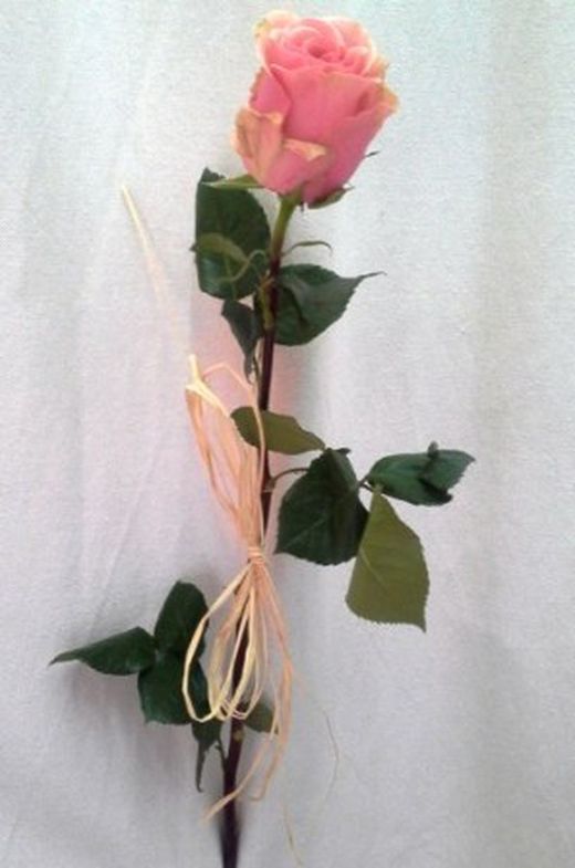 Roses amb Ràfia Pack 20 roses.