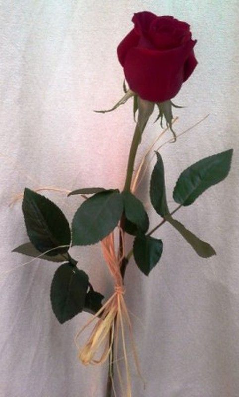 Roses amb Ràfia Pack 20 roses.