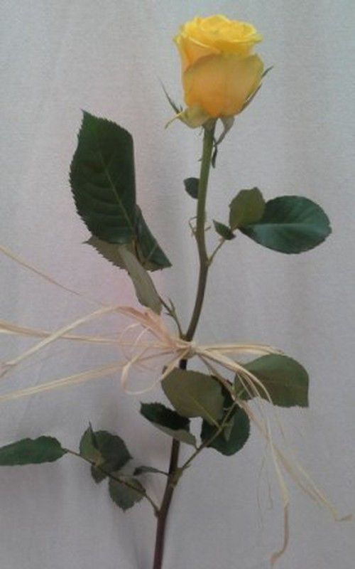 Roses amb Ràfia Pack 20 roses.