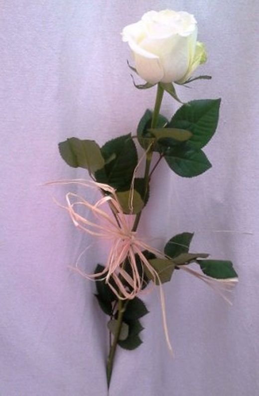 Roses amb Ràfia Pack 20 roses.