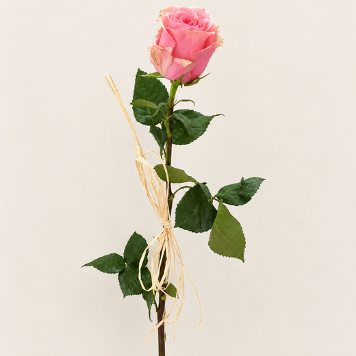 Roses avec raphia Pack de 20 roses.