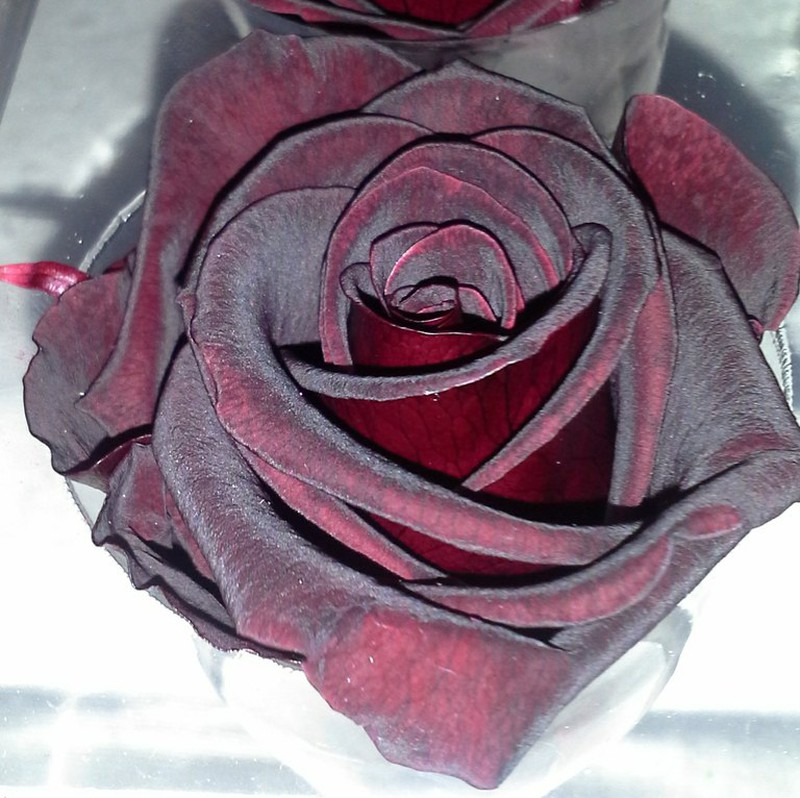 Rosas Preservadas 20/30cm. — Floresfrescasonline
