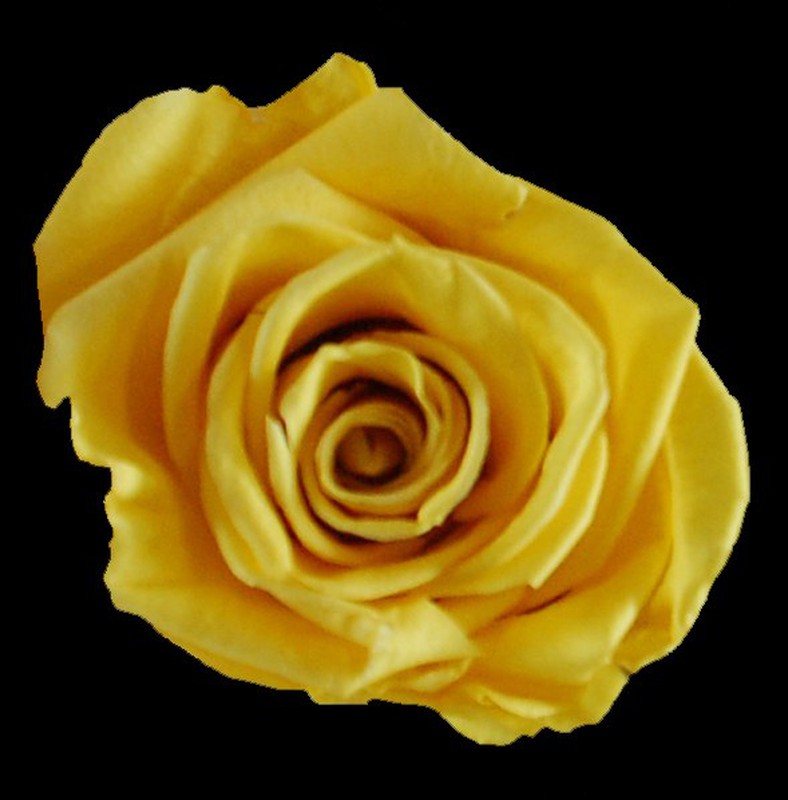 Rosas Preservadas 20/30cm. — Floresfrescasonline