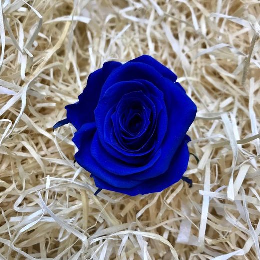 Rosas Preservadas 20/30cm.