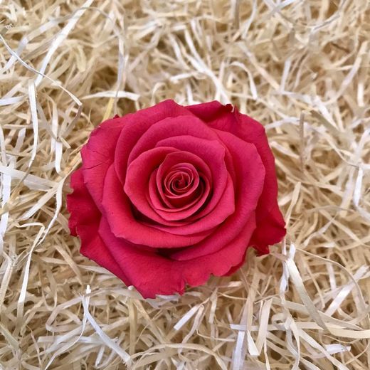 Rosas Preservadas 20/30cm.