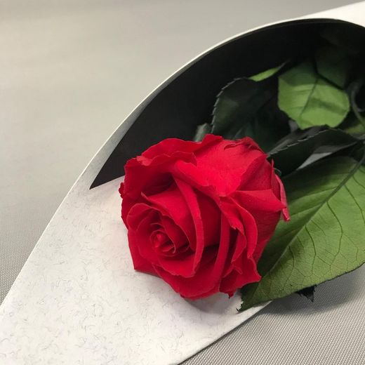 Roses Preservades 45 / 50cm