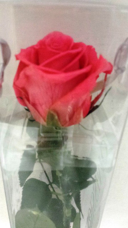 Rosas Preservadas 45/50cm — Floresfrescasonline