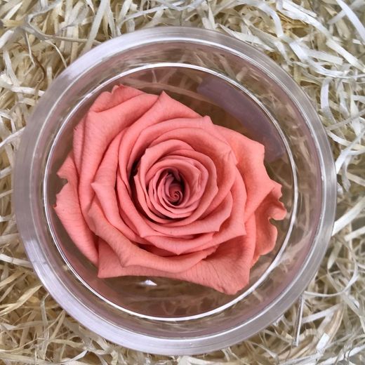 Roses Preservades 45 / 50cm