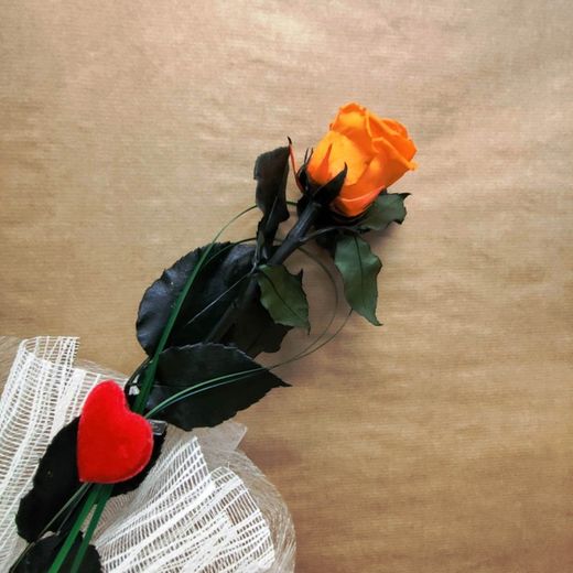 Roses stabilisées Couleurs 45/50 cm