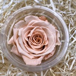 Rosas Preservadas a granel