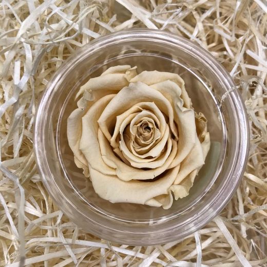 Rosas Preservadas a granel