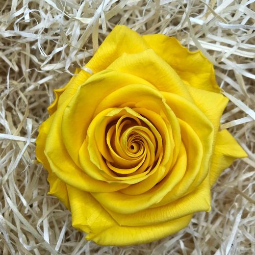 Roses Preservades XL 45/50 cm