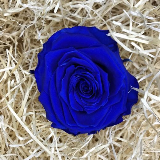 Roses Preservades XL 45/50 cm