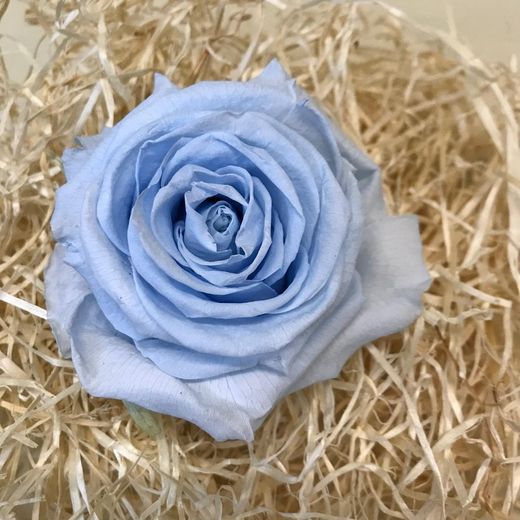 Roses Preservades XL 45/50 cm