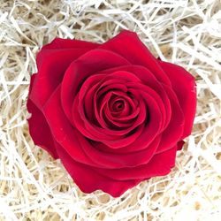 Roses Preservades XL 45/50 cm