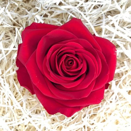 Roses Preservades XL 45/50 cm