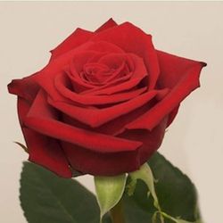 Rosas Rojas Arregladas 50 cm