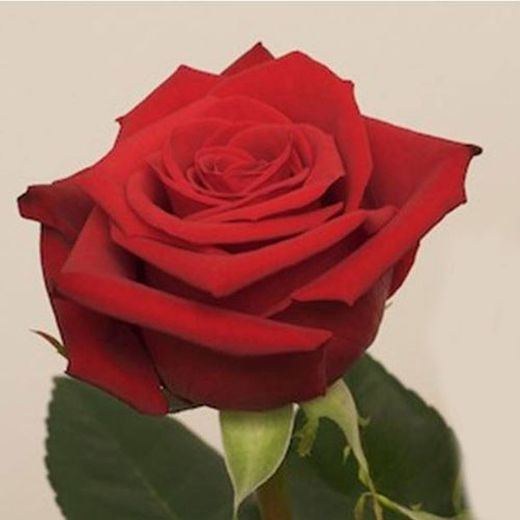 Rosas Rojas Arregladas 50 cm