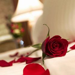 Rosas Románticas