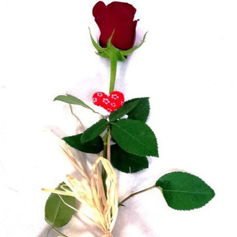 Rosas San Valentín arregladas 50 cm Pack 50 uds. — Floresfrescasonline