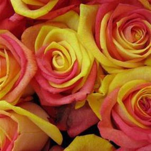 Rosas "Senyera" Arregladas