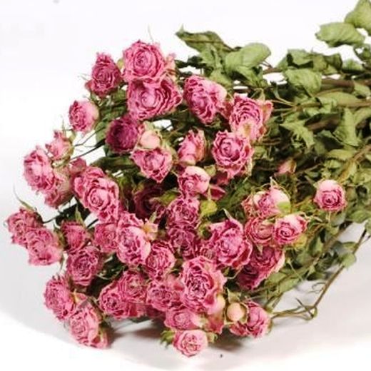 Rosas secas em spray