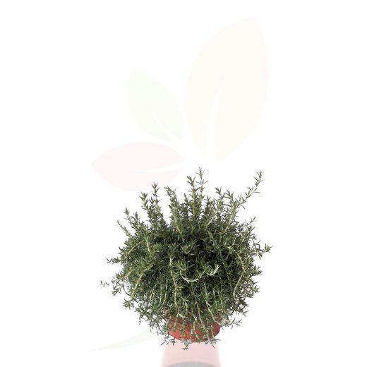 ROSMARINUS REPENS
