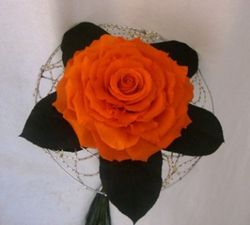 Rosmelia Naranja preservada