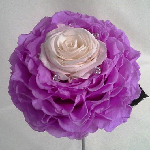 Rosmelia Preservada Duo