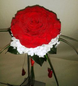 Rosmelia Vermella en cascada Preservada