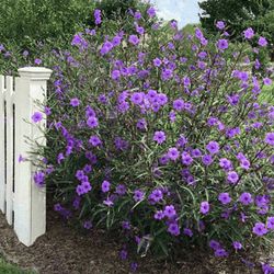 Ruellia brittoniana