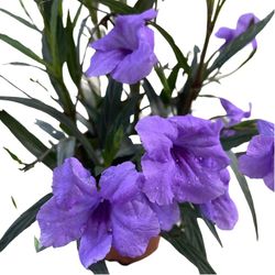 Ruellia brittoniana