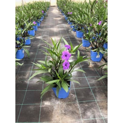 Ruellia brittoniana