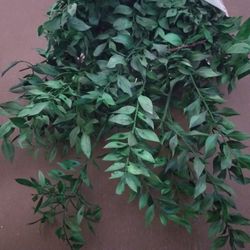 Ruscus Aculeatos Preservado