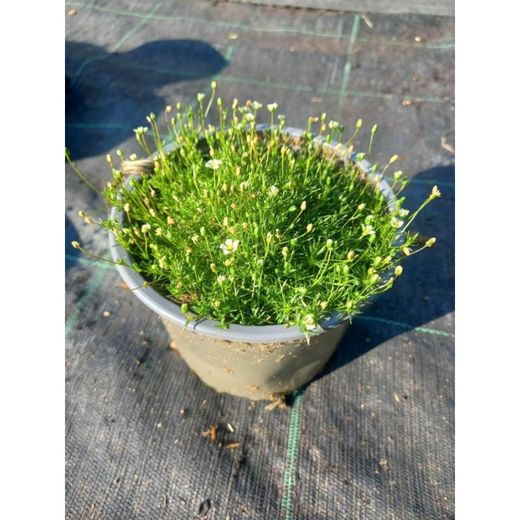 Sagina Subulata Caja 10 uds.