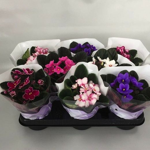 Saint Paulia Violeta Africana Caja 6 uds.