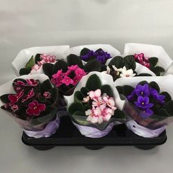 Saint Paulia Violeta Africana Caja 6 uds.